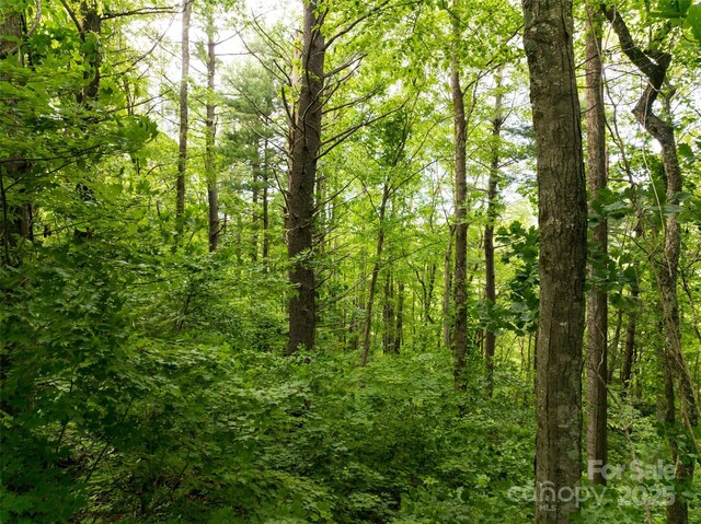 9999 White Oak Gap Rd, Asheville, NC 28803 - photo 3