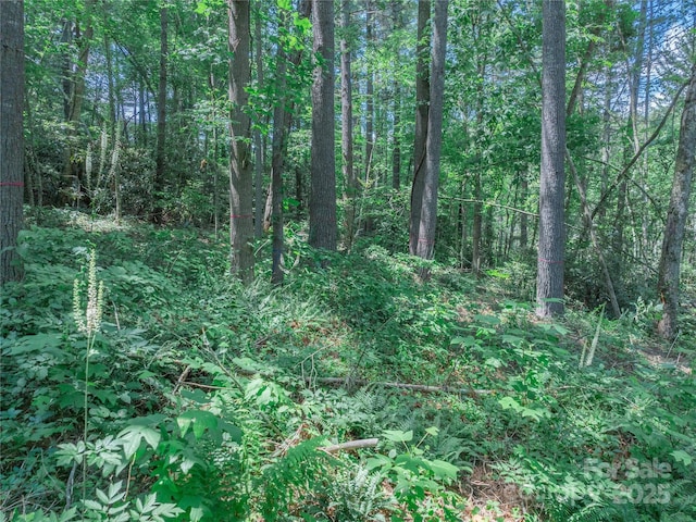 52 Trail Top Dr, Asheville, NC 28805 - photo 28