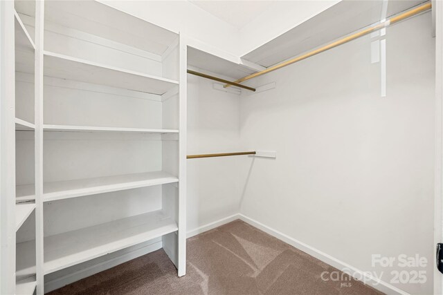 814 Carved Oak Ct, York, SC 29745 - walk in closet with carpet