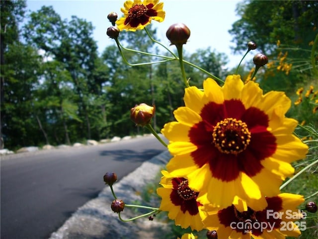 21 Casta Way, Asheville, NC 28803 - photo 3