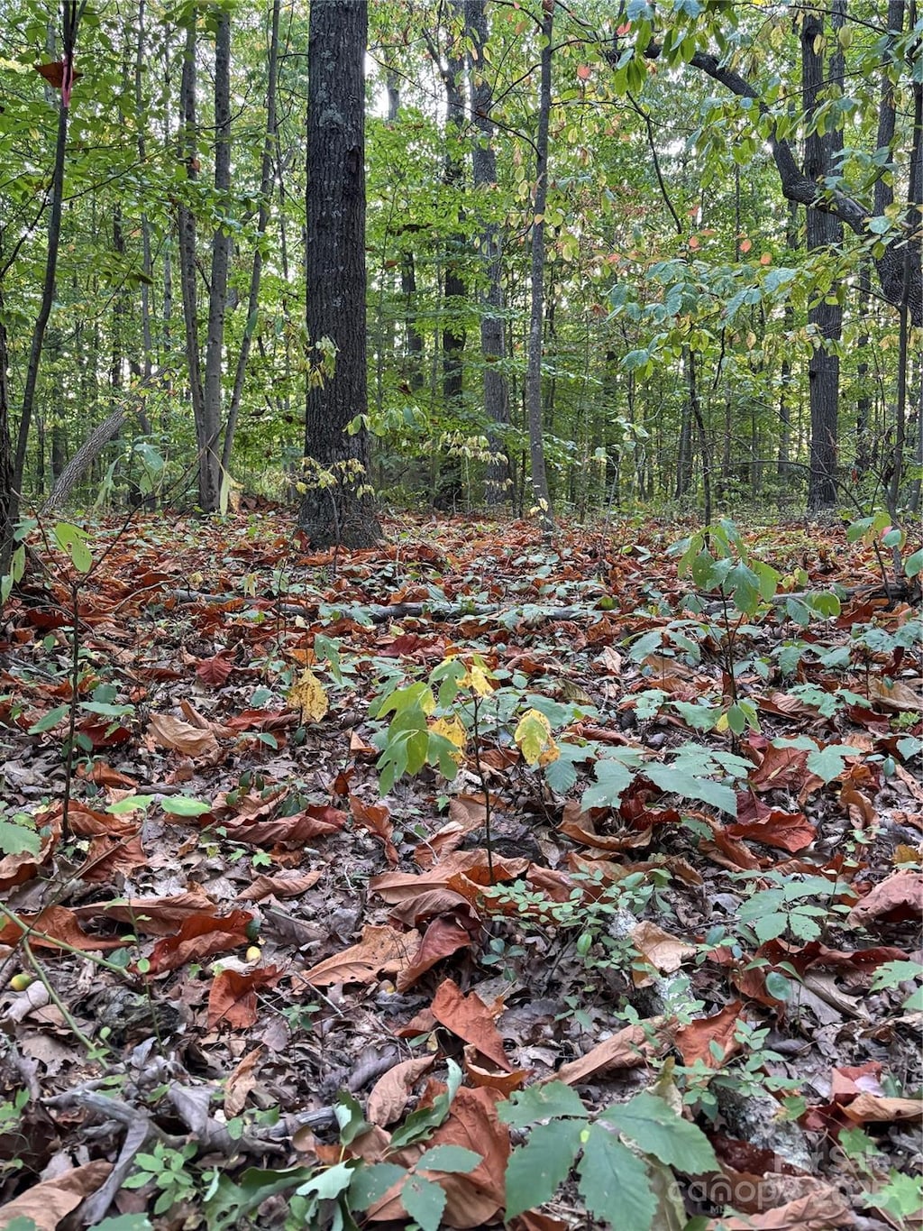9999 Oak Ridge Rd, Hendersonville, NC 28792 - photo 3