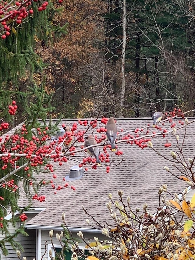 621 E Park Pl, Hendersonville, NC 28791 - exterior view of roof with shingles