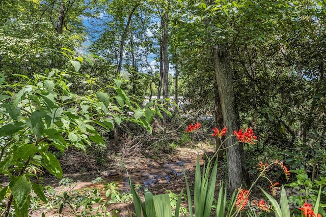 59 Old Lakey Gap Rd, Black Mountain, NC 28711 - view of undeveloped land