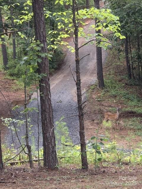 560 Hester Mill Rd, Rutherfordton, NC 28139 - photo 34