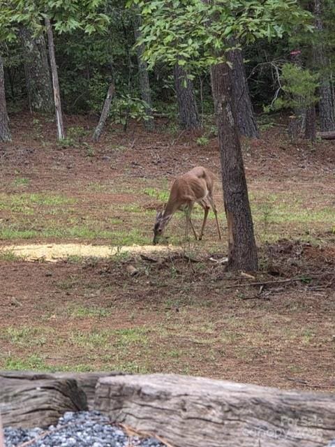 560 Hester Mill Rd, Rutherfordton, NC 28139 - photo 35