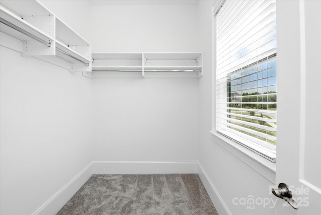 1106 Pomar Cir, Waxhaw, NC 28173 - walk in closet featuring carpet
