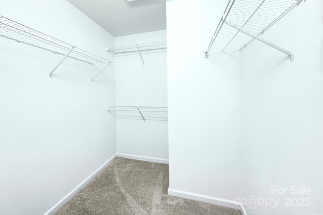 1075 Triece Ln, Charlotte, NC 28215 - walk in closet with carpet flooring