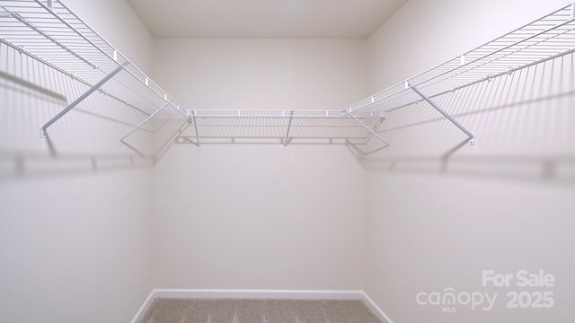12 Wildbrook Dr, Waynesville, NC 28785 - walk in closet with carpet floors