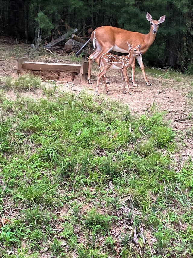 66 Volunteer Dr, Burnsville, NC 28714 - photo 47