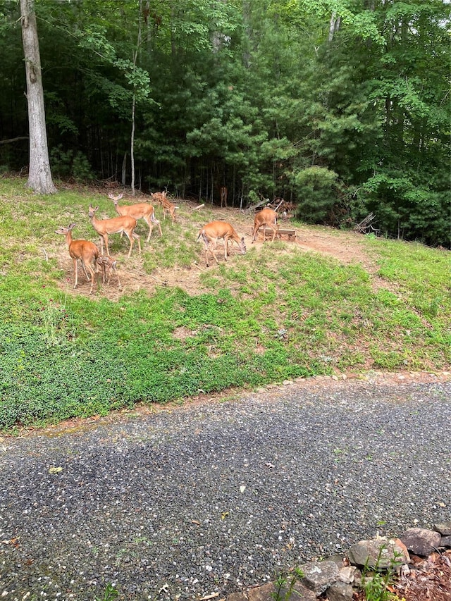 66 Volunteer Dr, Burnsville, NC 28714 - photo 48