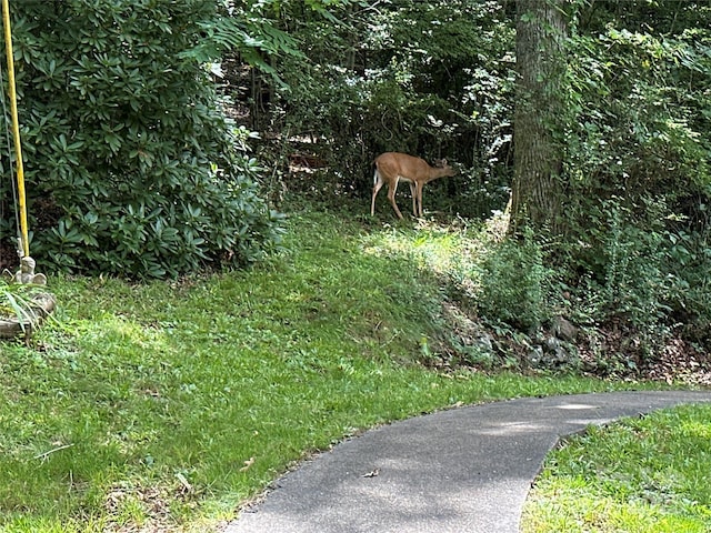 171 Windy Hill Dr, Franklin, NC 28734 - view of yard