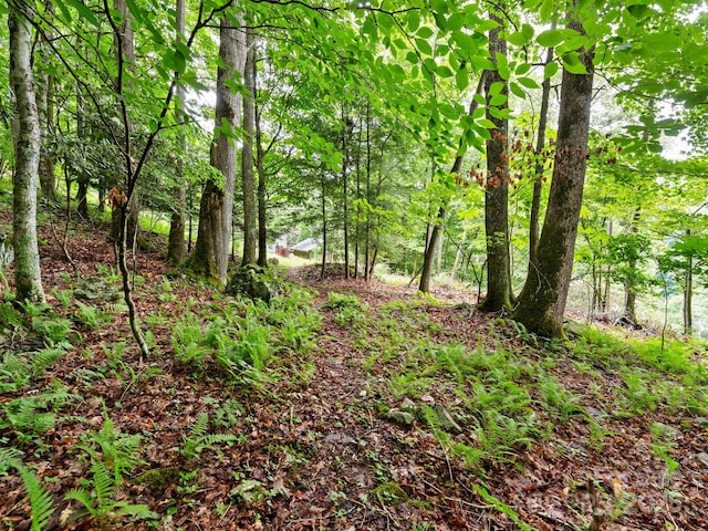 1400 Watershed Rd, Mars Hill, NC 28754 - view of local wilderness