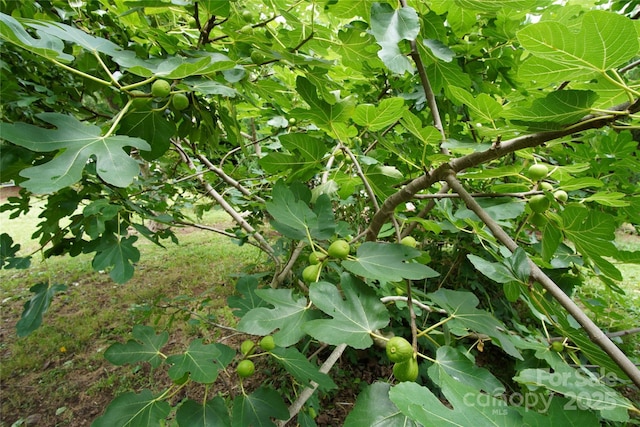 3974 Pleasant Plains Rd, Matthews, NC 28104 - view of local wilderness