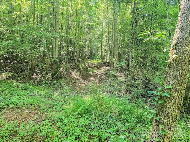 0000 Bills Creek Rd, Lake Lure, NC 28746 - photo 11