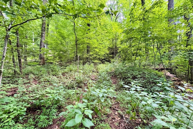999 Shumont Rd, Black Mountain, NC 28711 - photo 19