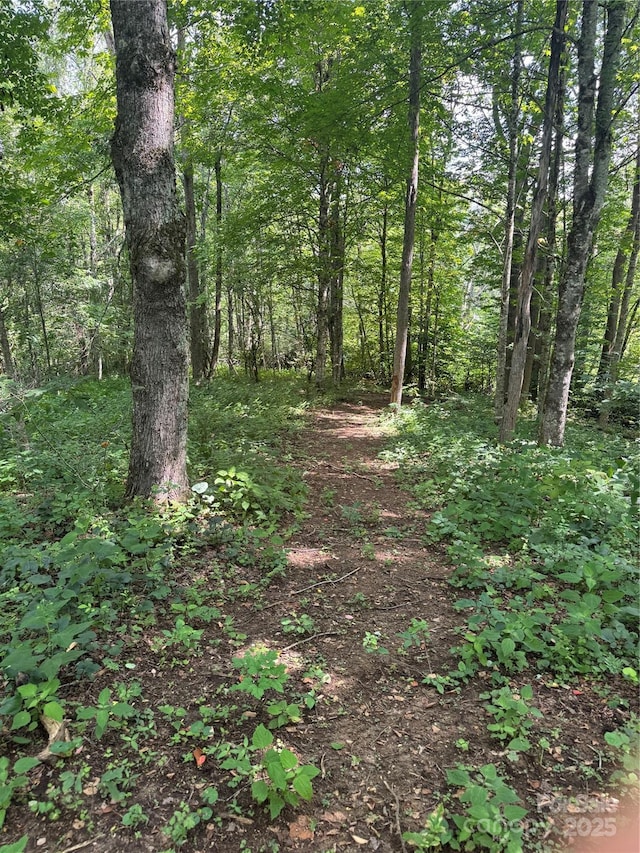 TBD Little Squirrel Creek Rd, Newland, NC 28657 - photo 5