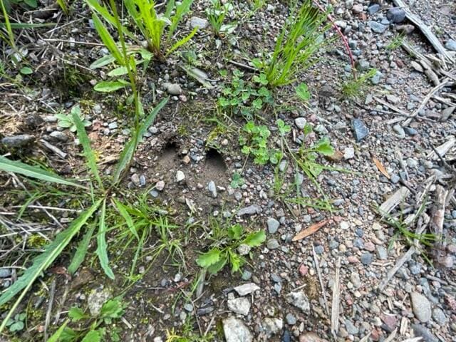 LOT52 US Route 1, Robbinston, ME 04671