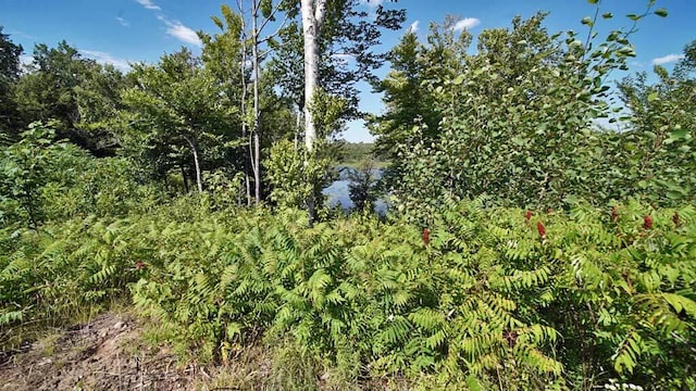 view of local wilderness