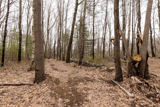 view of local wilderness