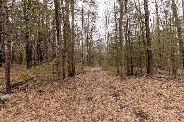 view of local wilderness