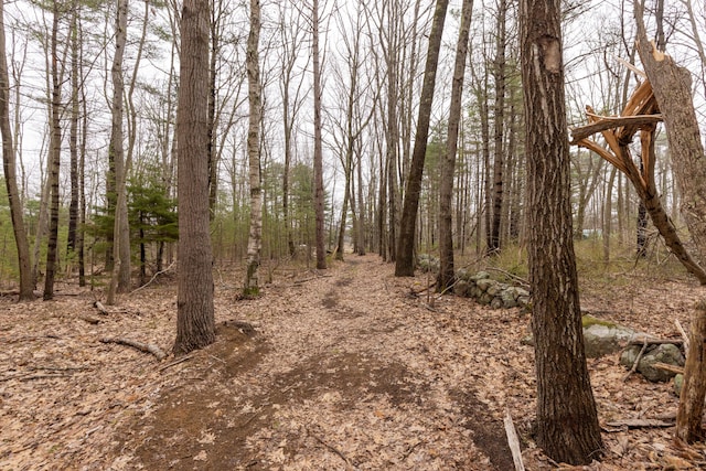 view of local wilderness