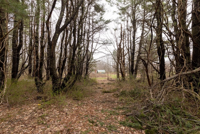 view of local wilderness