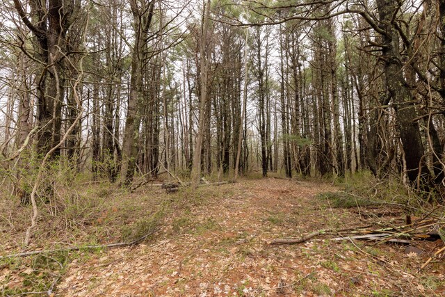 view of local wilderness