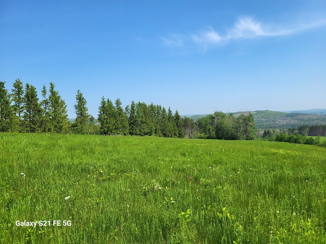 view of local wilderness