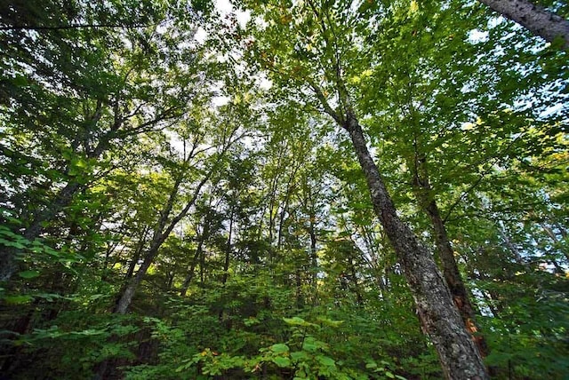 view of local wilderness