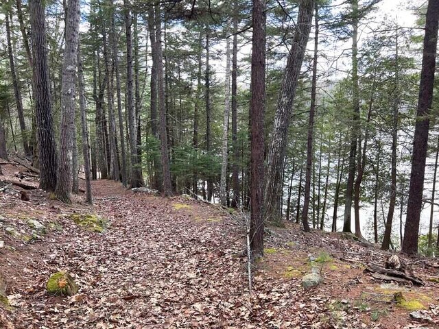 view of local wilderness