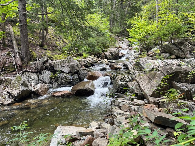 view of local wilderness