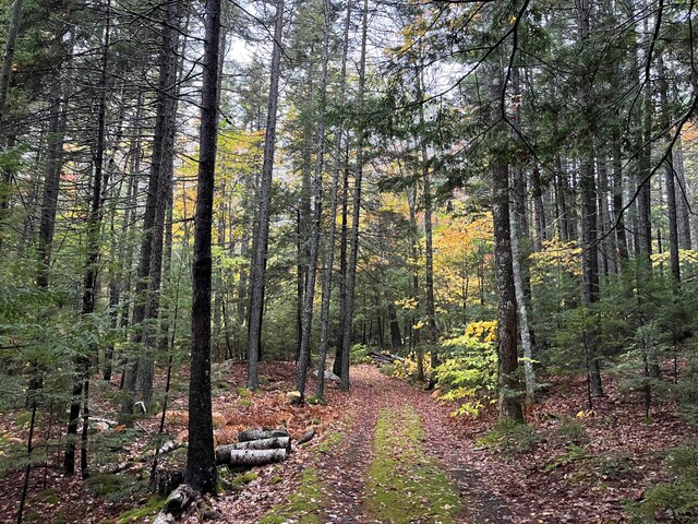 view of local wilderness