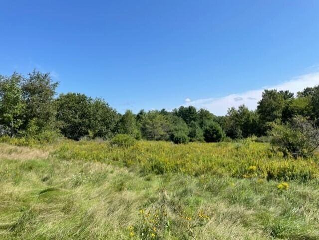 view of local wilderness