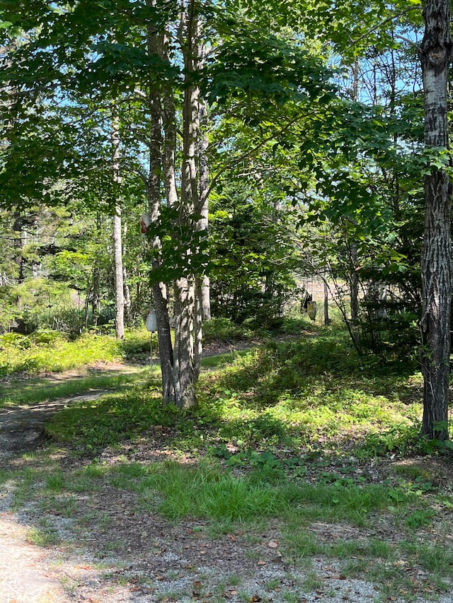 view of local wilderness