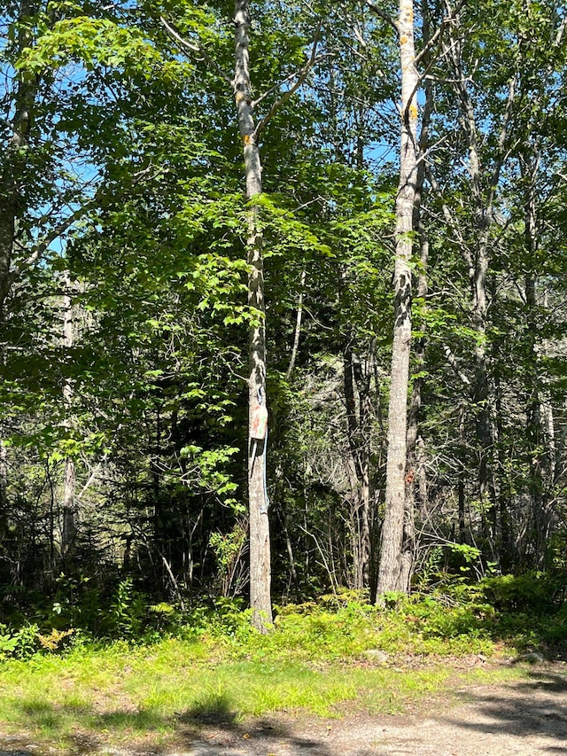 view of local wilderness