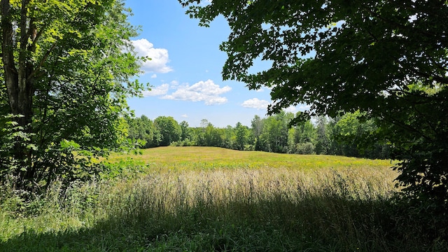 view of local wilderness