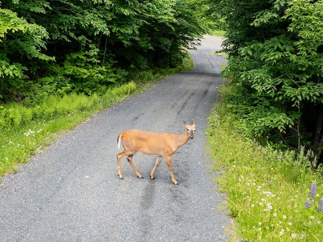 view of road