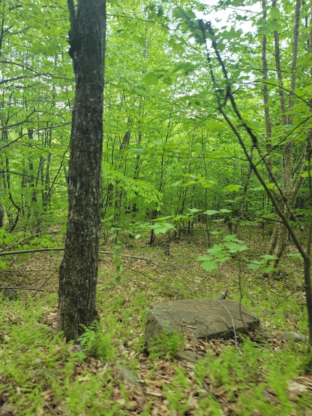 view of local wilderness