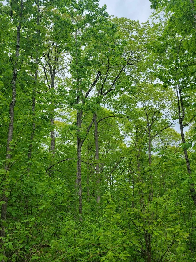 view of local wilderness