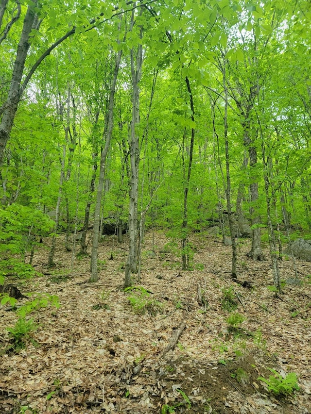 view of local wilderness