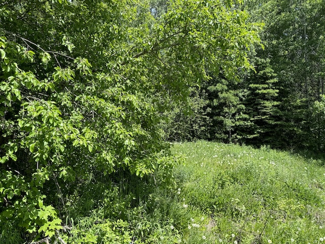 view of local wilderness