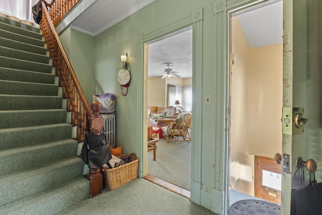 entryway featuring ceiling fan, ornamental molding, and carpet floors