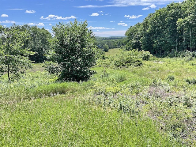 view of local wilderness