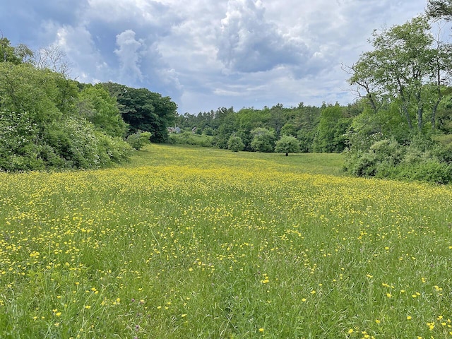 view of local wilderness