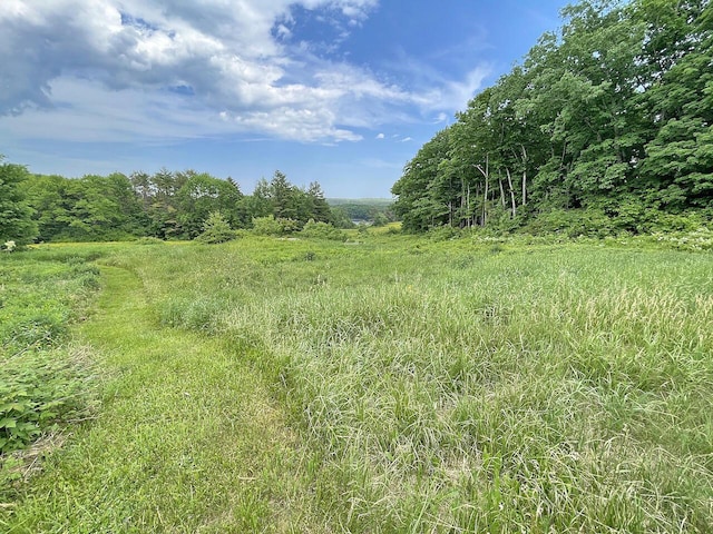 view of local wilderness