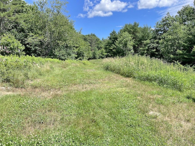 view of local wilderness