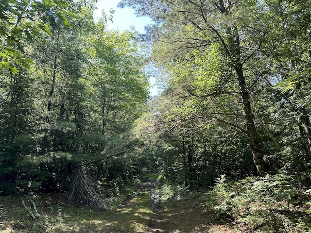 view of local wilderness