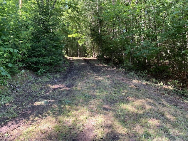 view of local wilderness