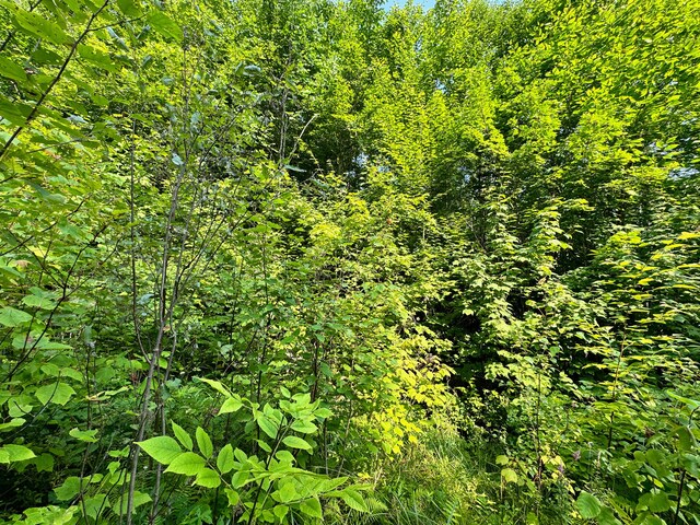 286 Abbee Pond Rd, Brownville, ME 04414 - photo 16