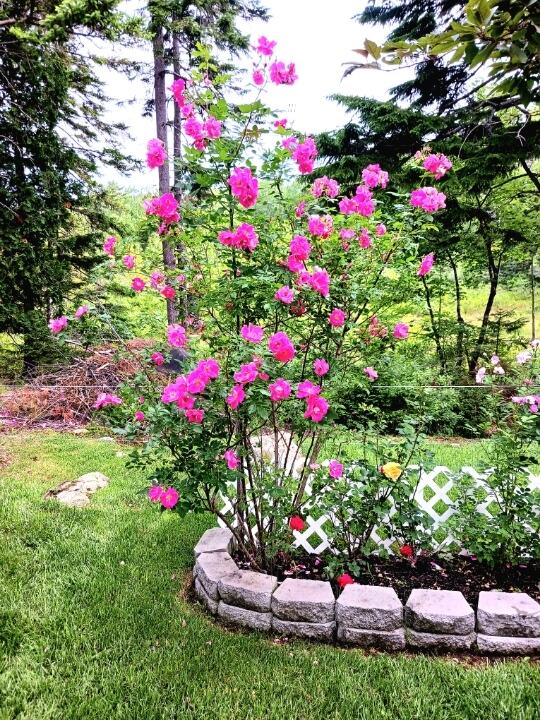 121 Northern Neck Rd, Mount Desert, ME 04660 - view of yard